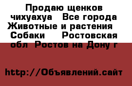 Продаю щенков чихуахуа - Все города Животные и растения » Собаки   . Ростовская обл.,Ростов-на-Дону г.